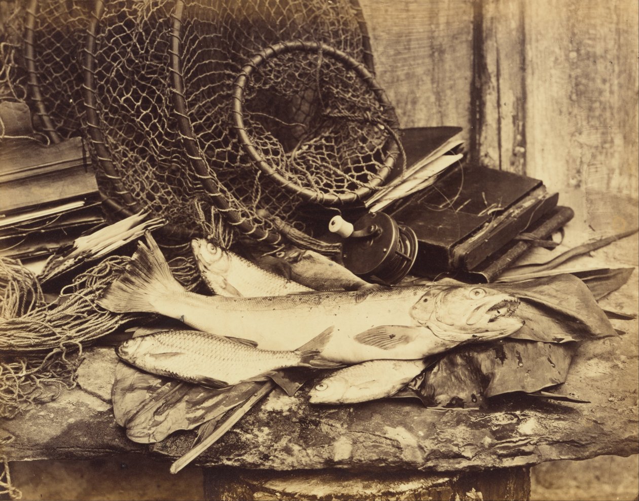 Trout Roach etc. by Henry Bailey