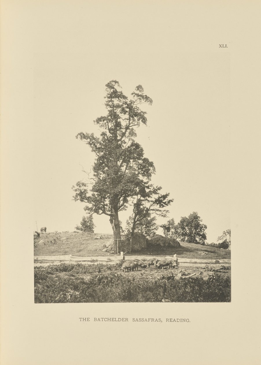 The Batchelder Sassafras, Reading by Henry Brooks