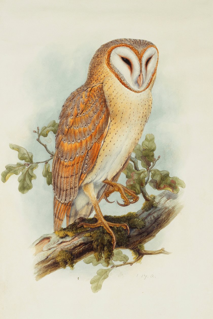 Barn Owl by Henry Constantine Richter