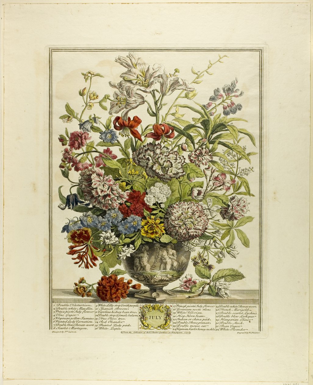 July, from Twelve Months of Flowers by Henry Fletcher