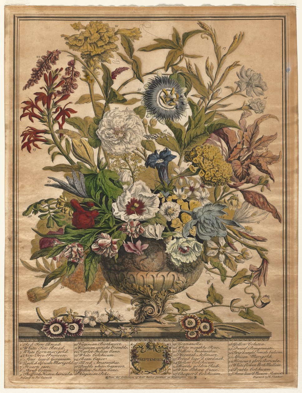 Twelve Months of Flowers: September by Henry Fletcher