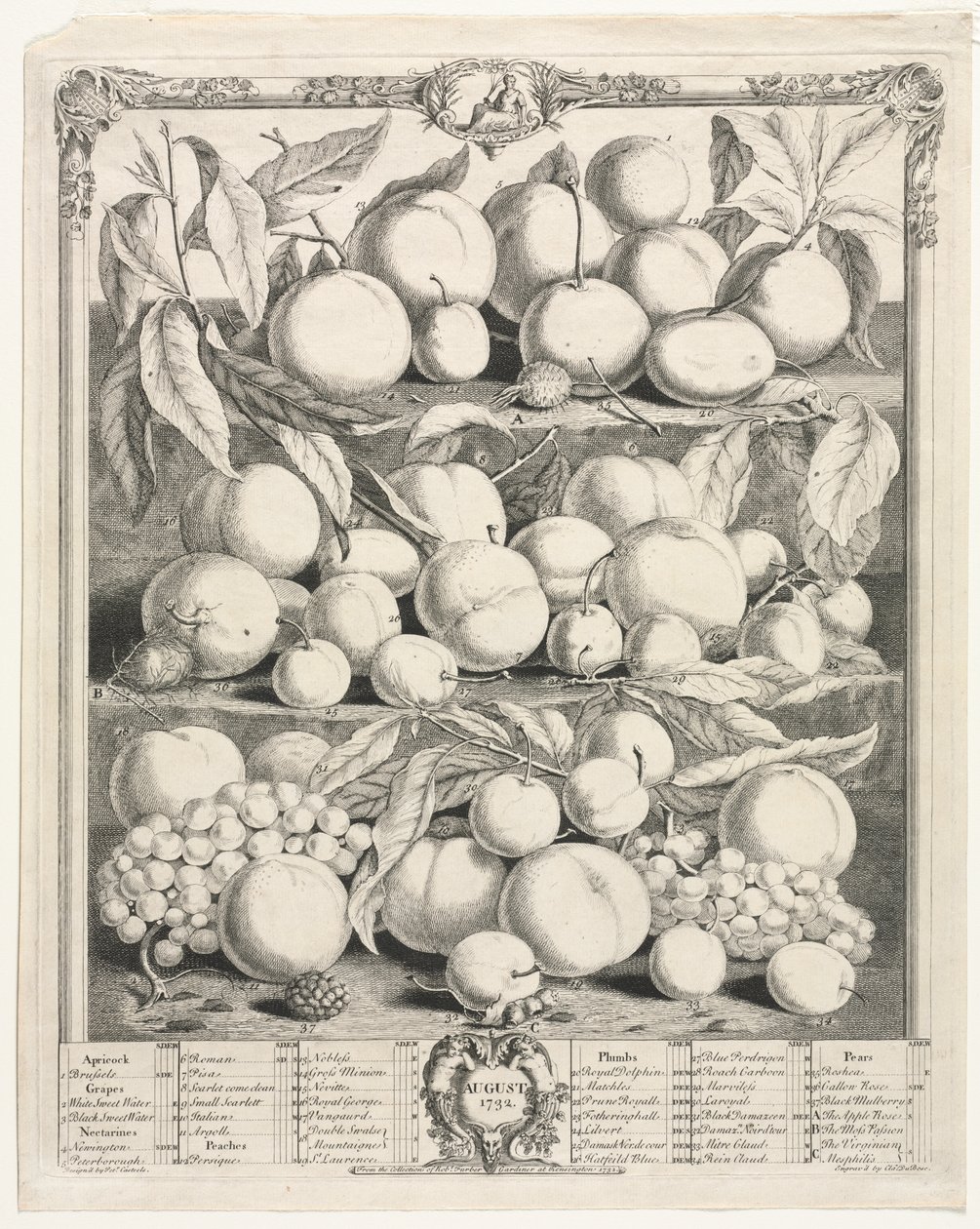 Twelve Months of Fruit: August by Henry Fletcher