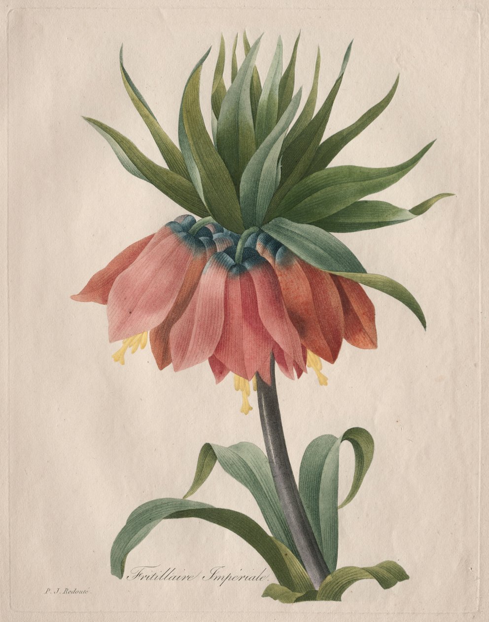 Crown Imperial Fritillary by Henry Joseph Redouté