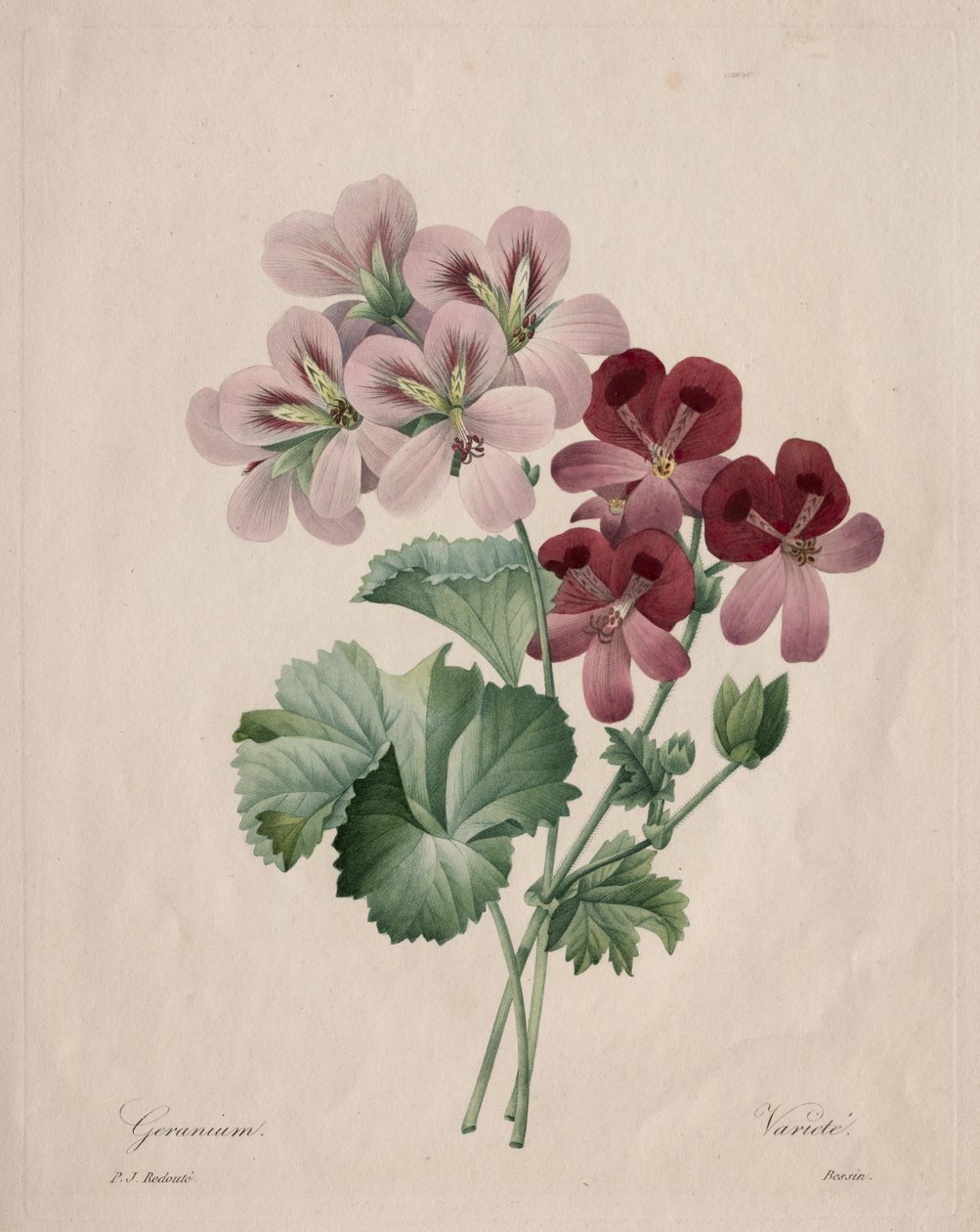 Geranium by Henry Joseph Redouté