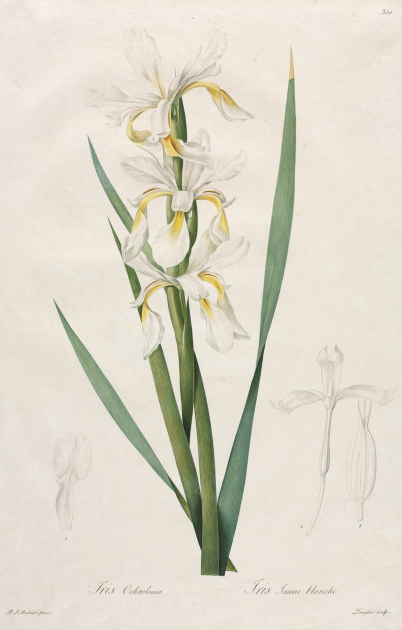 Gold-banded Iris by Henry Joseph Redouté