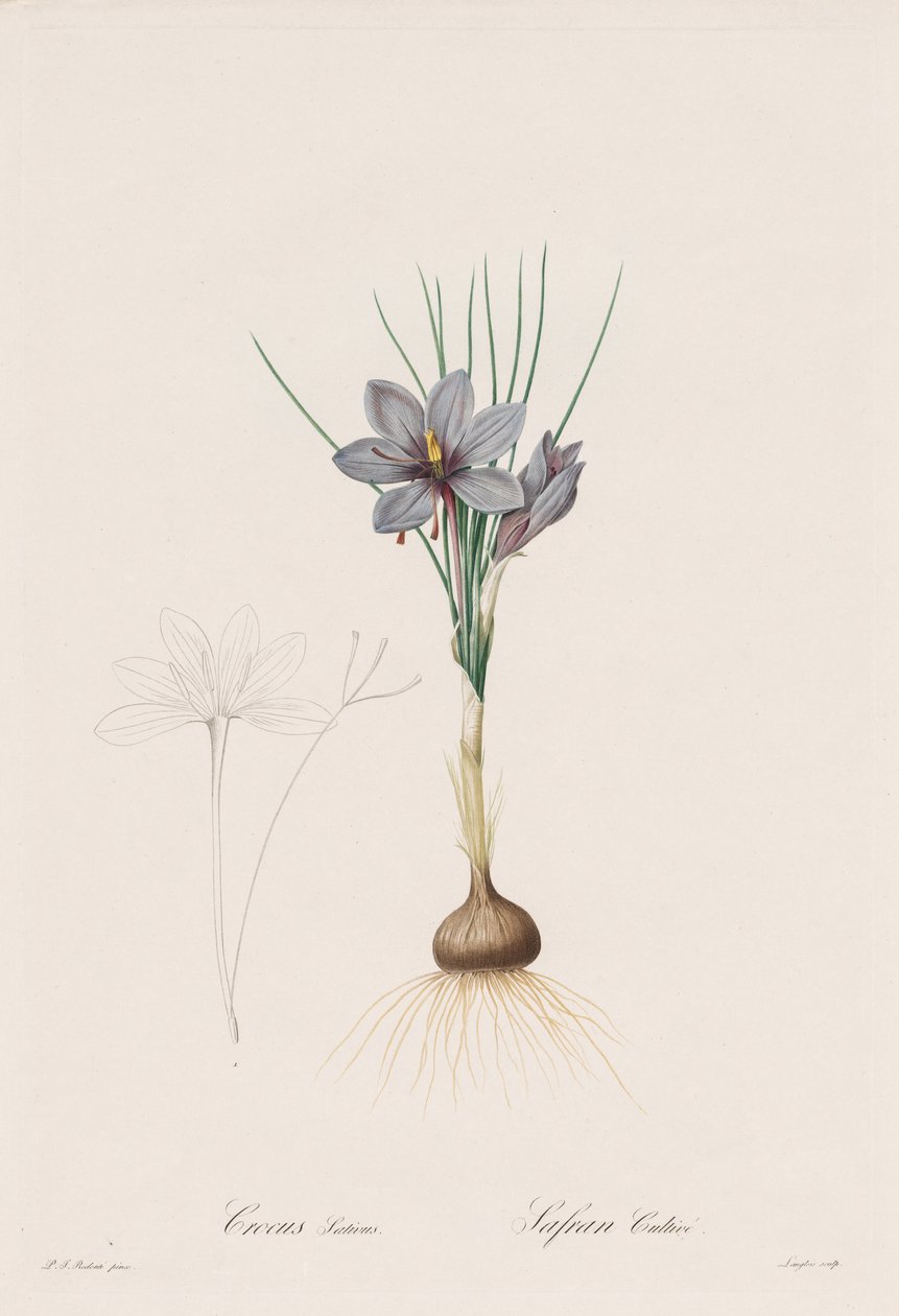 The Lilies: Crocus Sativus by Henry Joseph Redouté