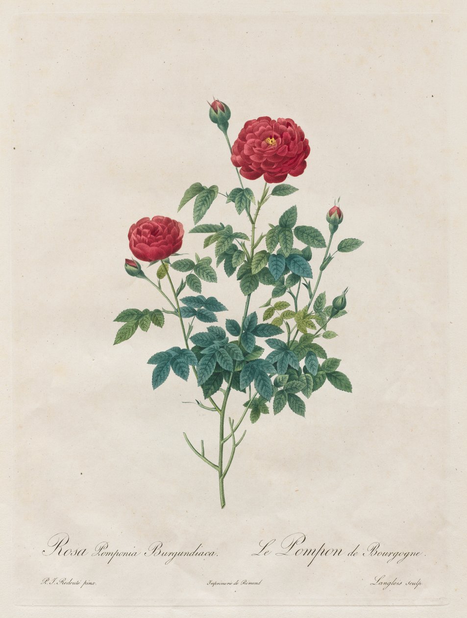 Pompon Rose by Henry Joseph Redouté