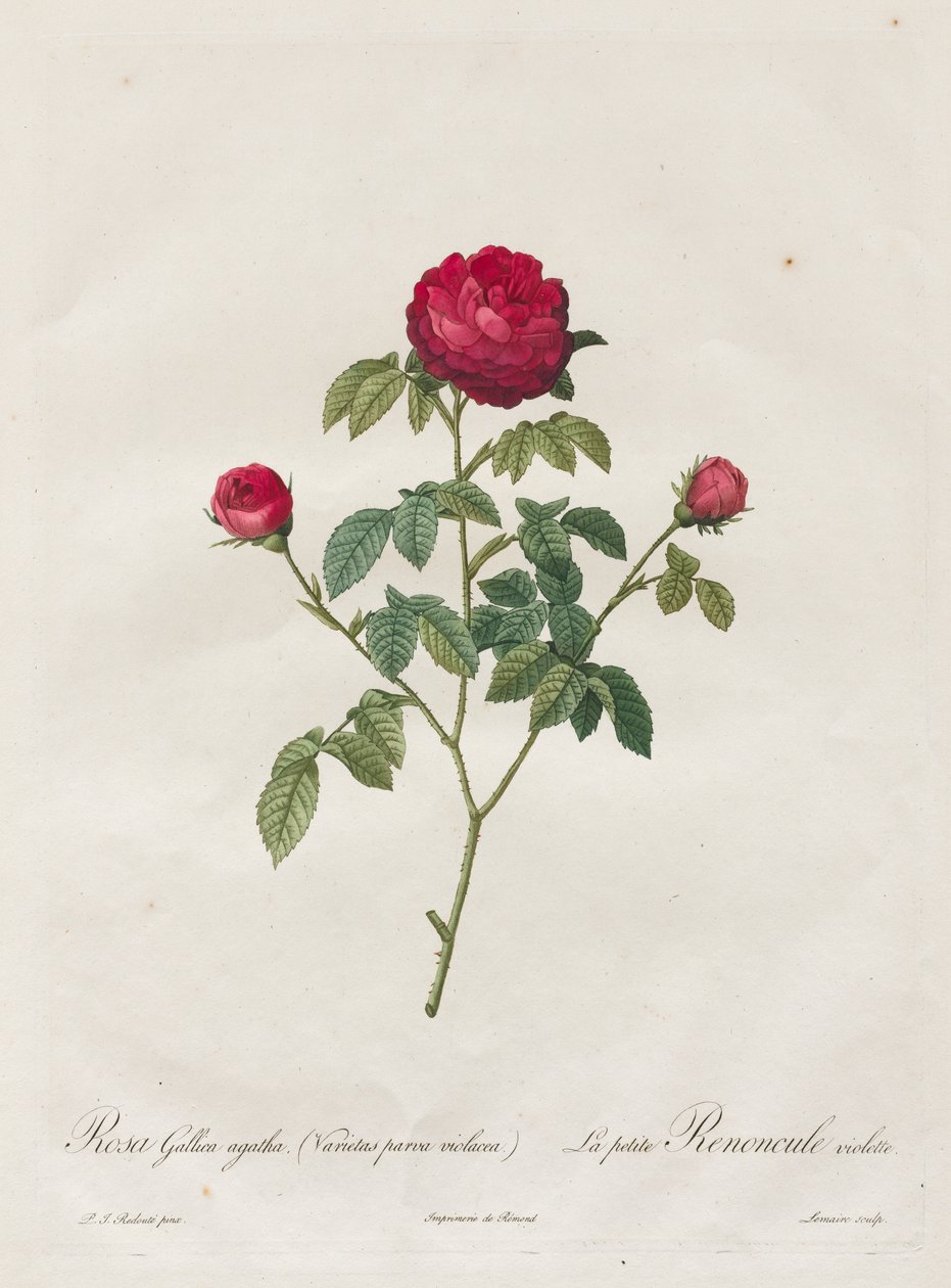 Provence or French Rose by Henry Joseph Redouté