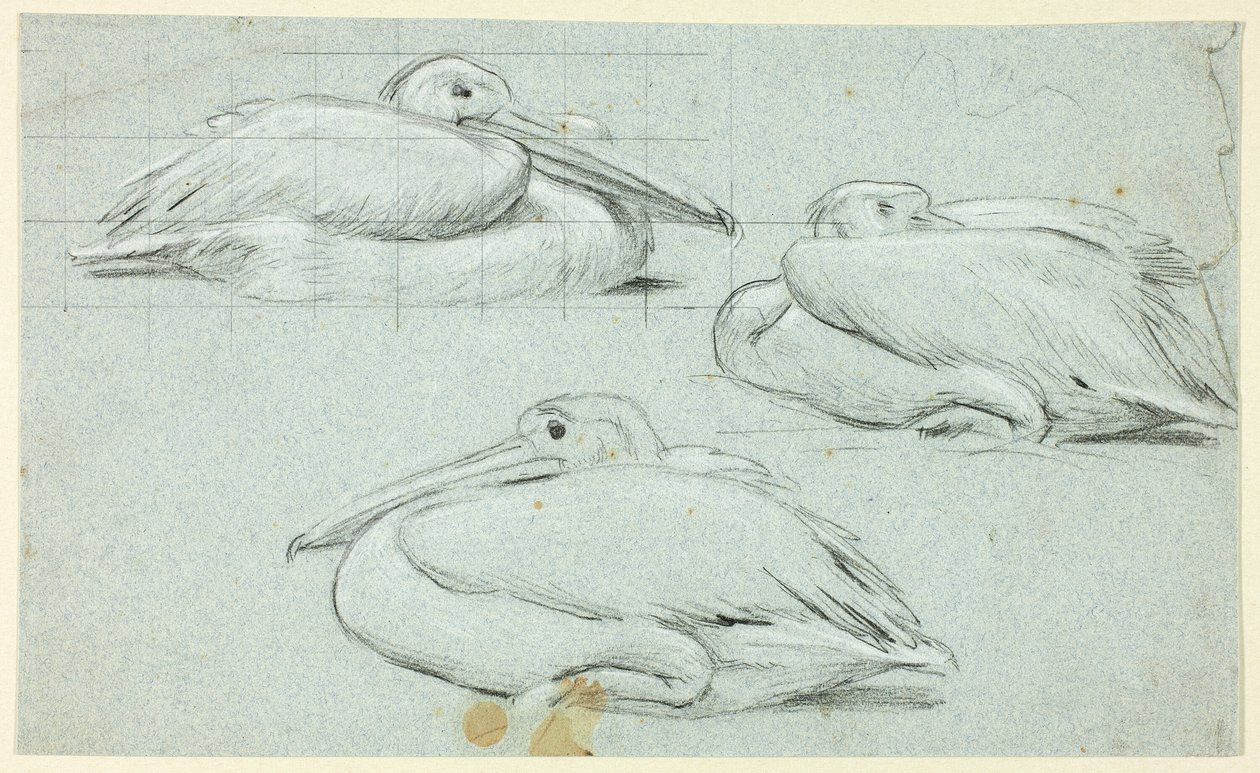 Three Sketches of Pelicans by Henry Stacy Marks