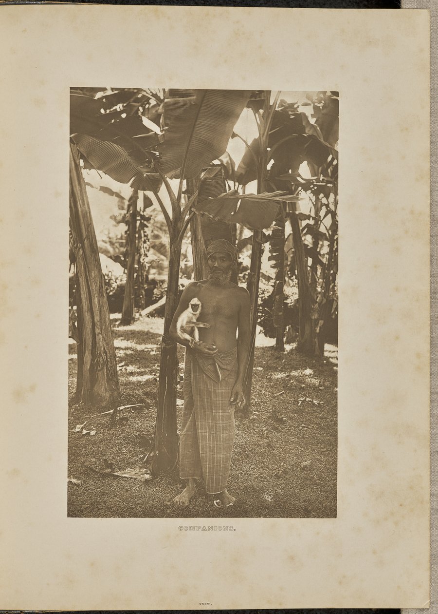 Companions by Henry W. Cave