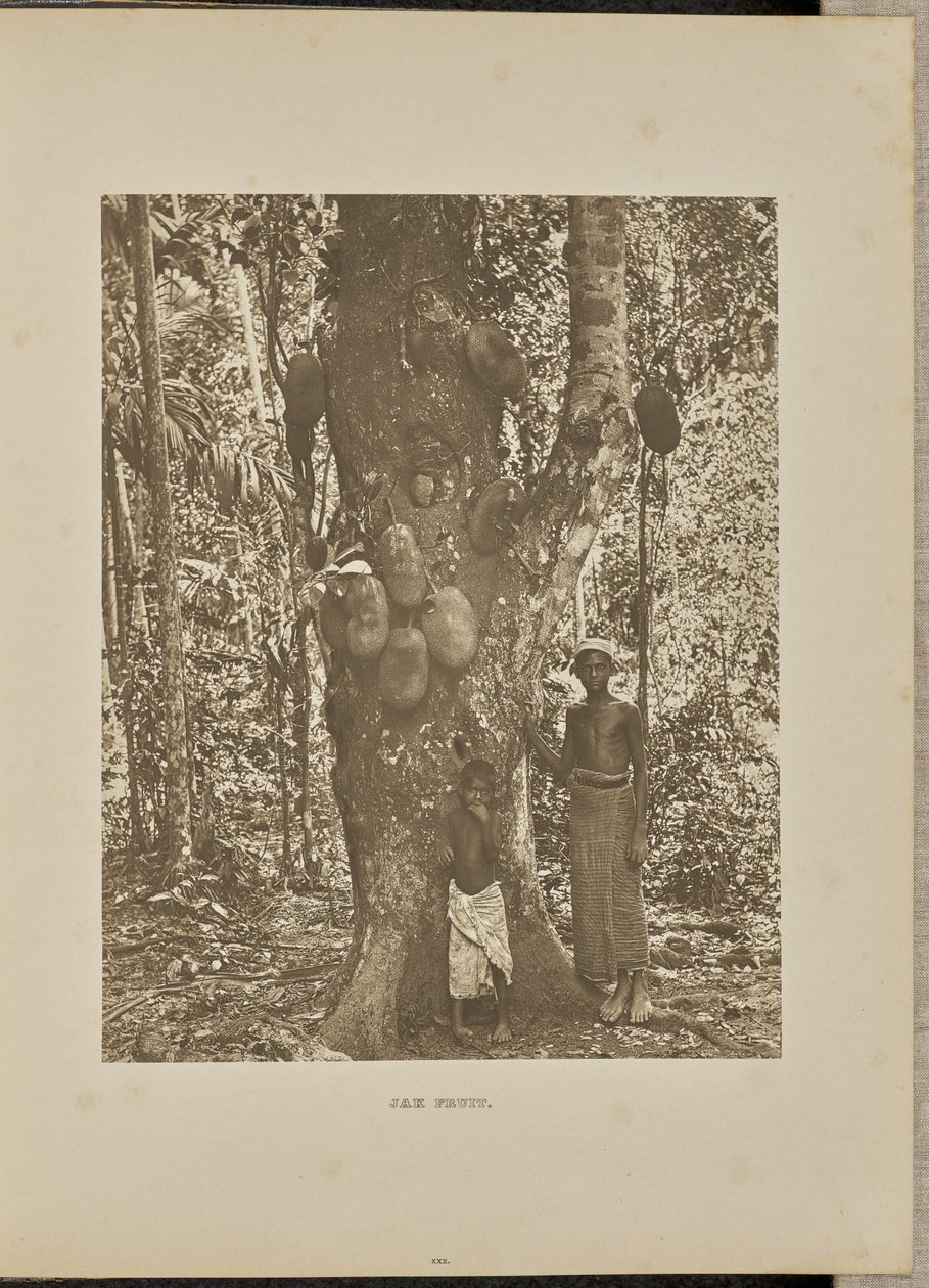 Jackfruit by Henry W. Cave