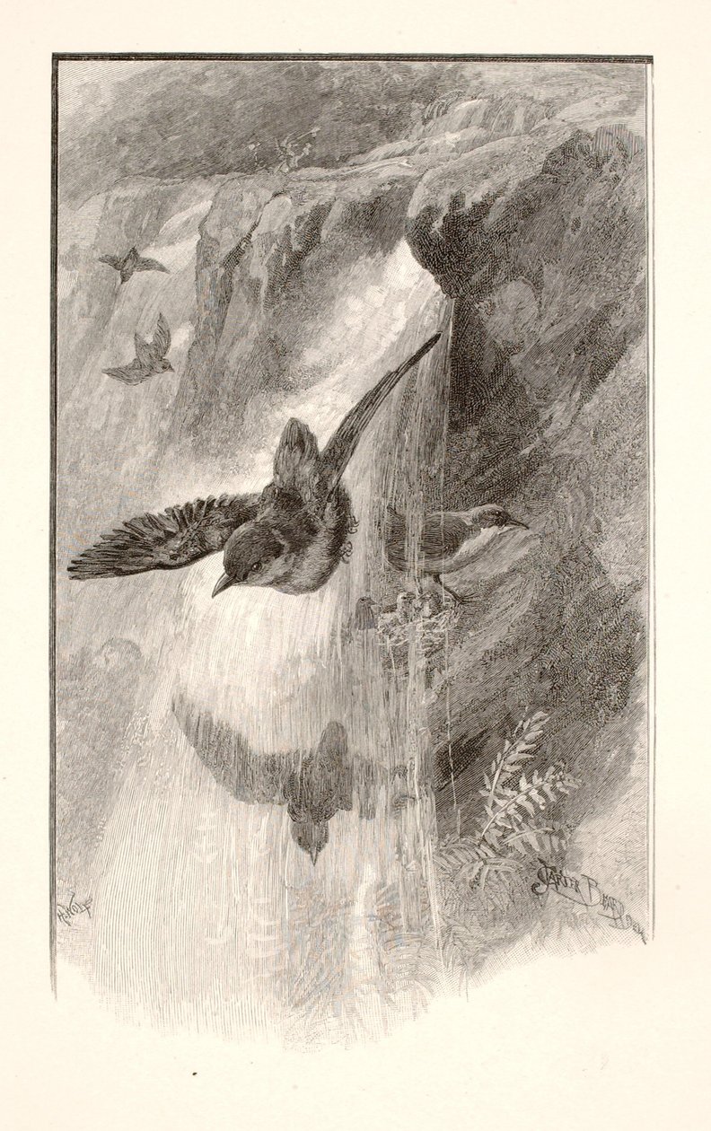 The Bird That Lives in Waterfalls by Henry Wolf