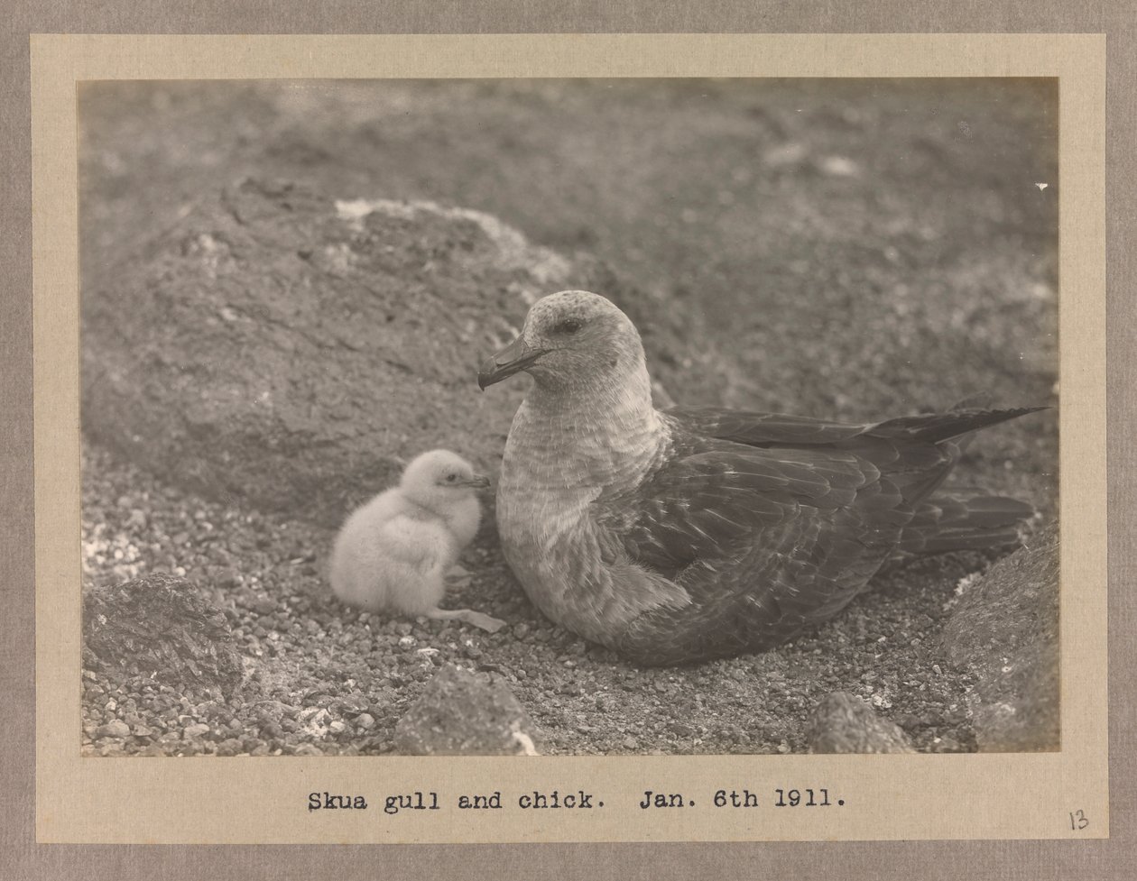 A Skua Gull with Their Chick by Herbert Ponting