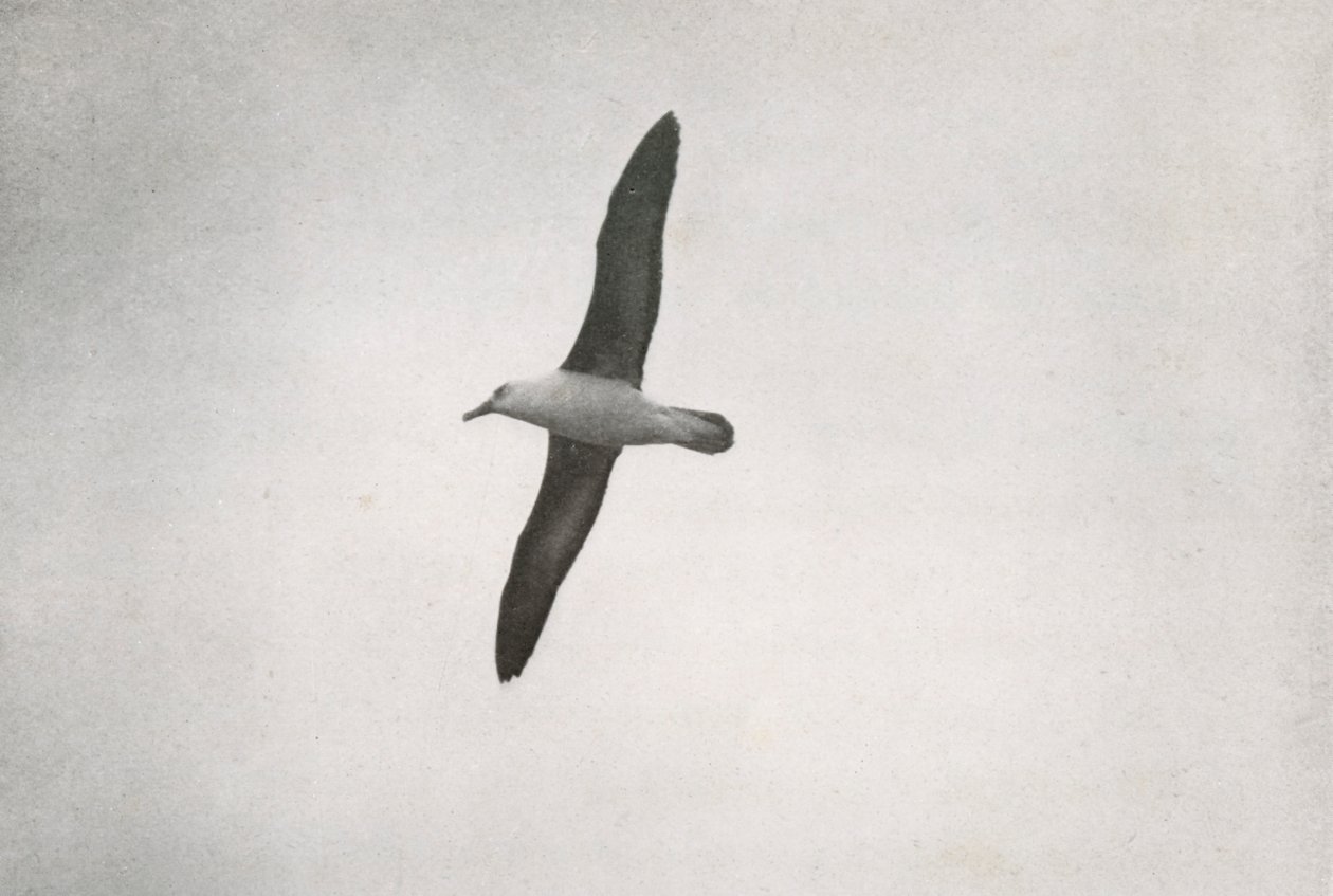 Albatross Soaring by Herbert Ponting