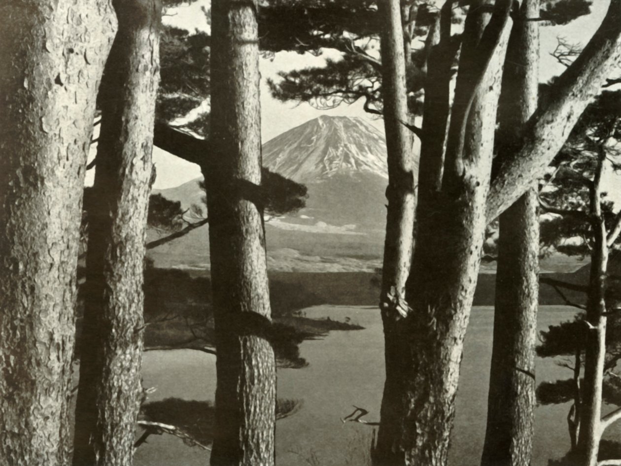 Fuji and the Pine Trees by Herbert Ponting