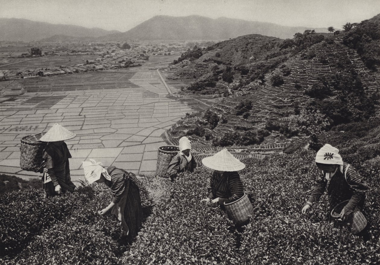 Japan in 1920s: Tea harvest by Herbert Ponting