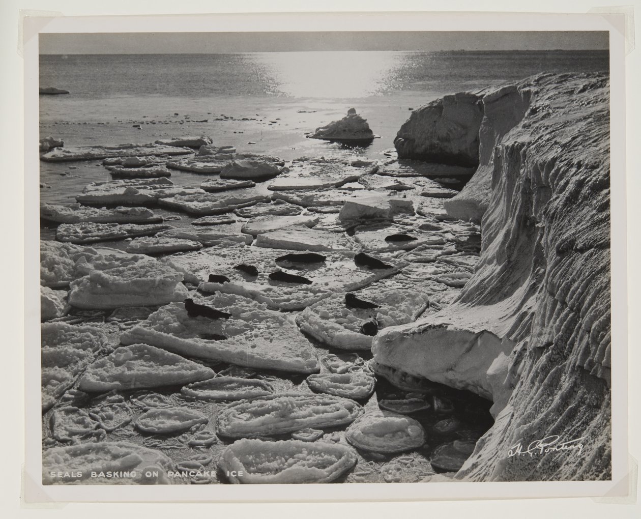 Seals Basking on Pancake Ice by Herbert Ponting