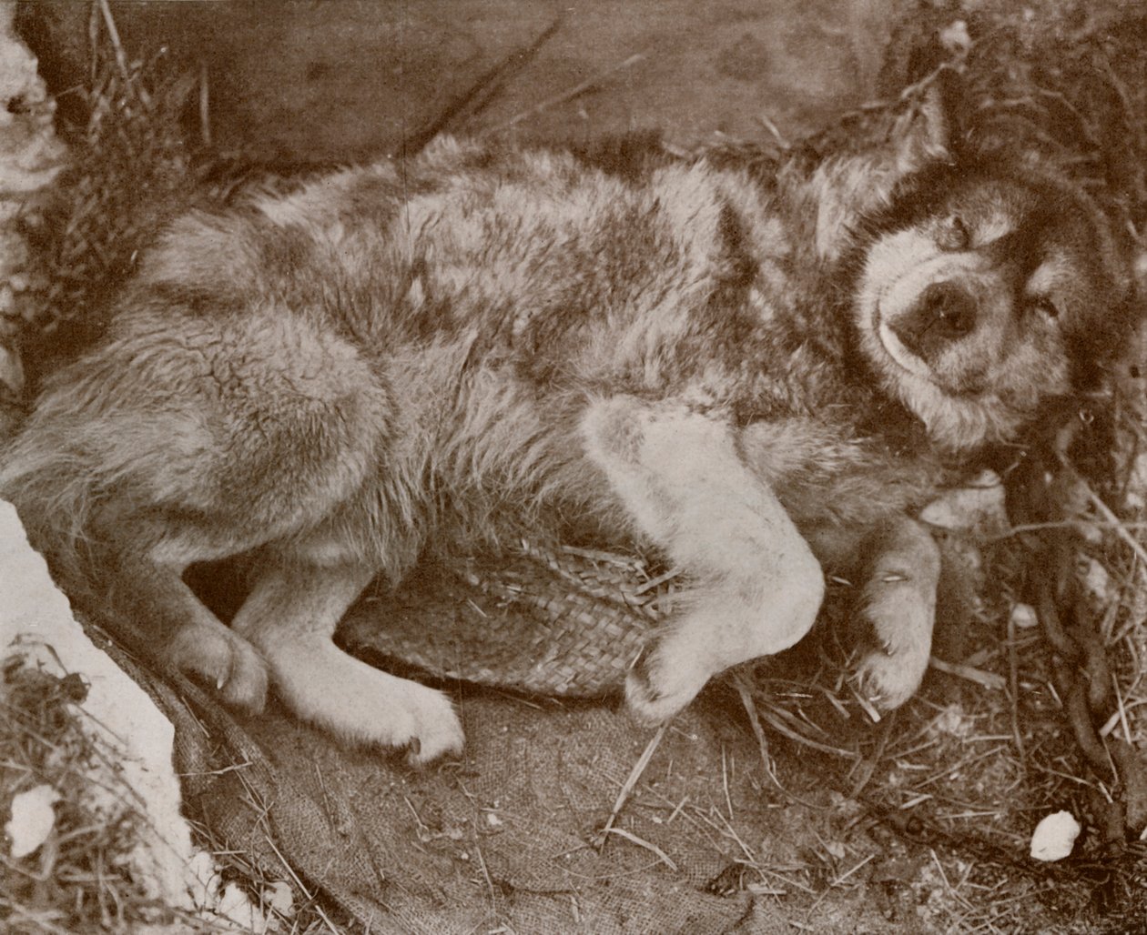 Stareek Malingering by Herbert Ponting