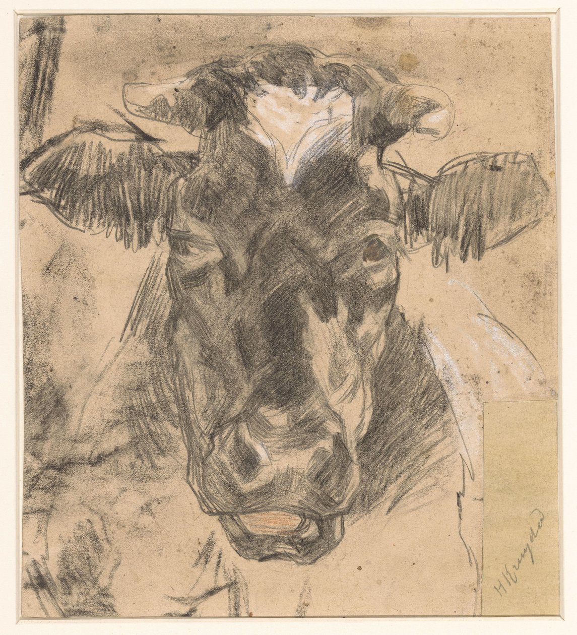 Head of a Cow by Herman Kruyder