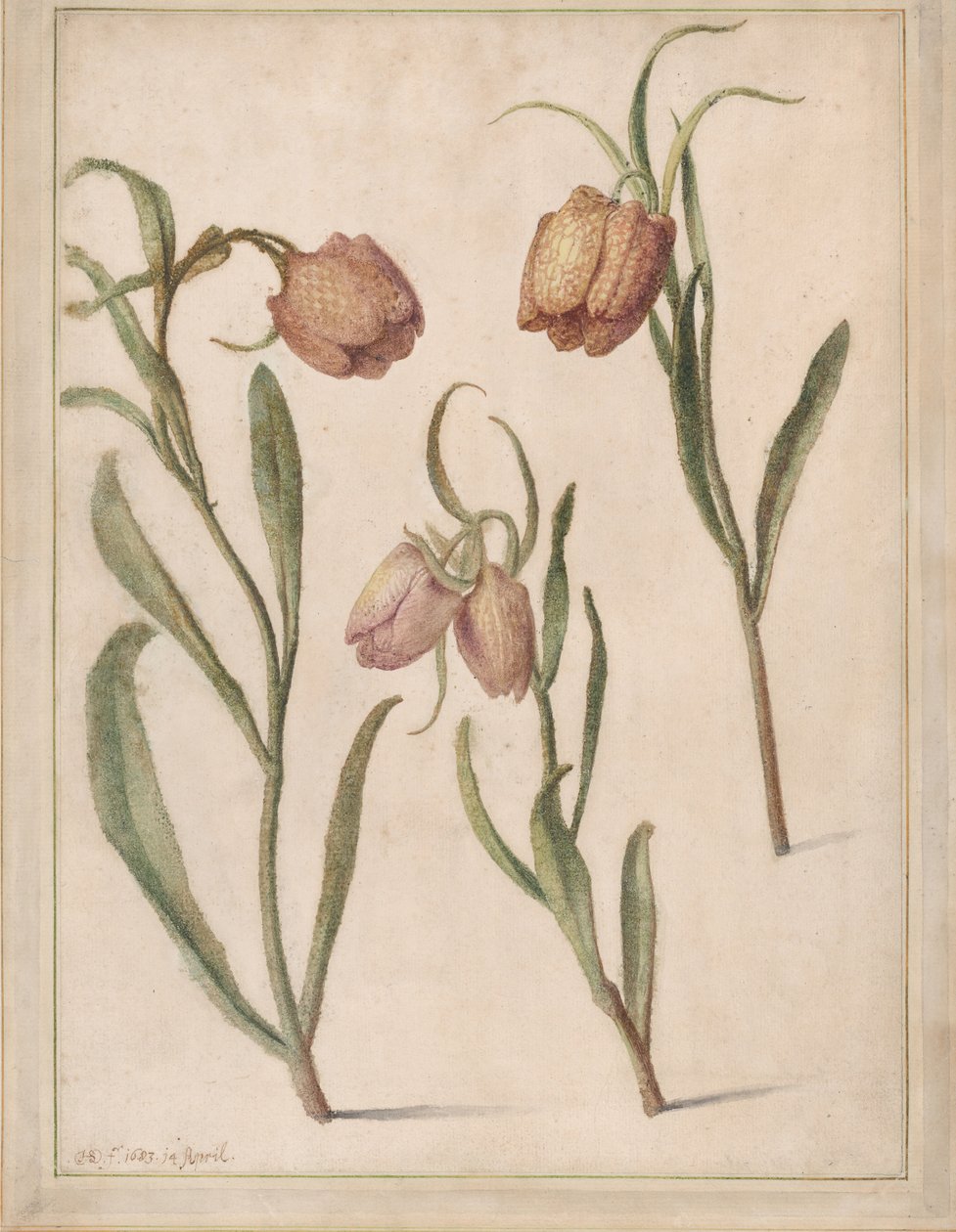 Study of Three Fritillaries, 1683 by Herman Saftleven the Younger