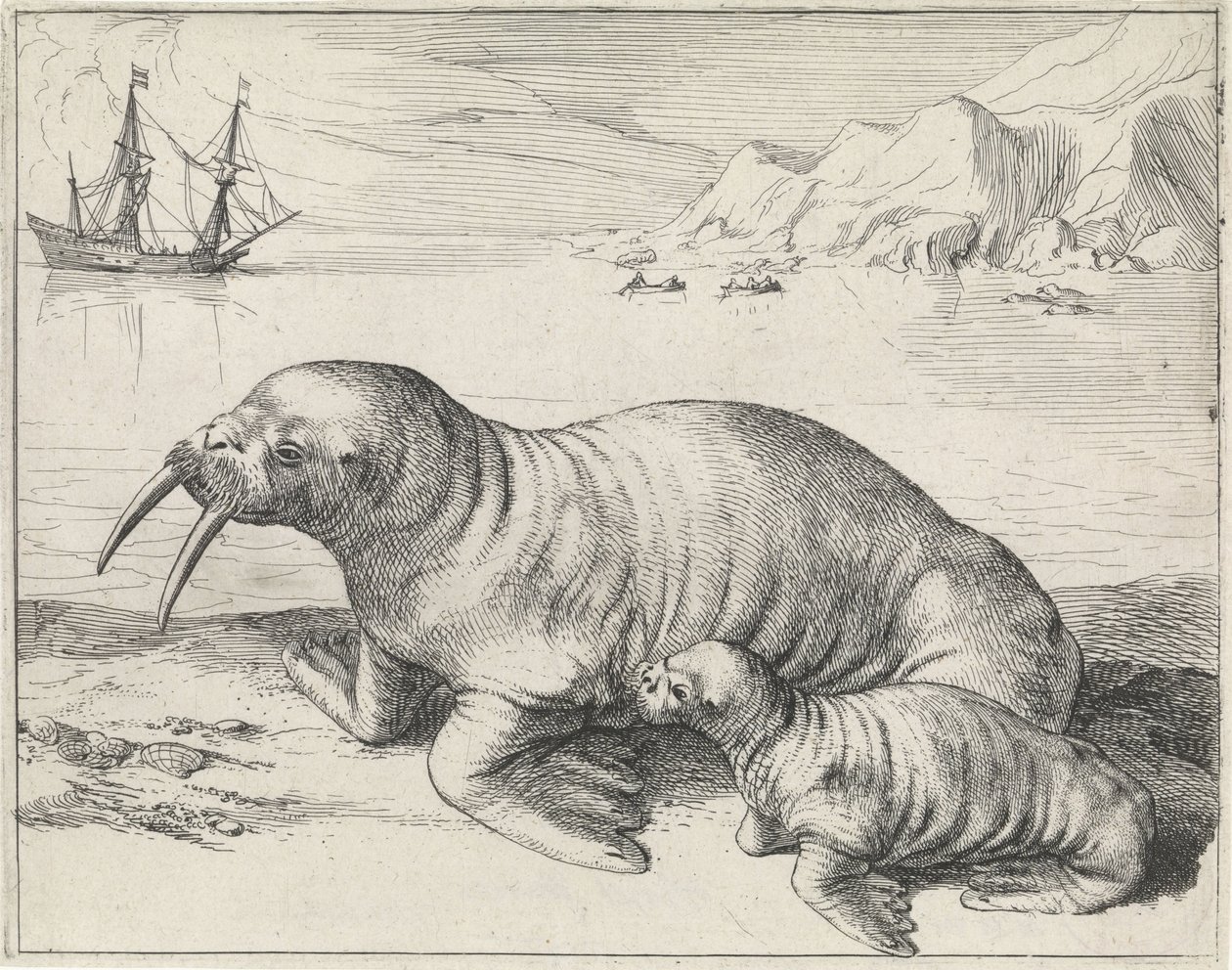 Walrus at Spitsbergen by Hessel Gerritsz