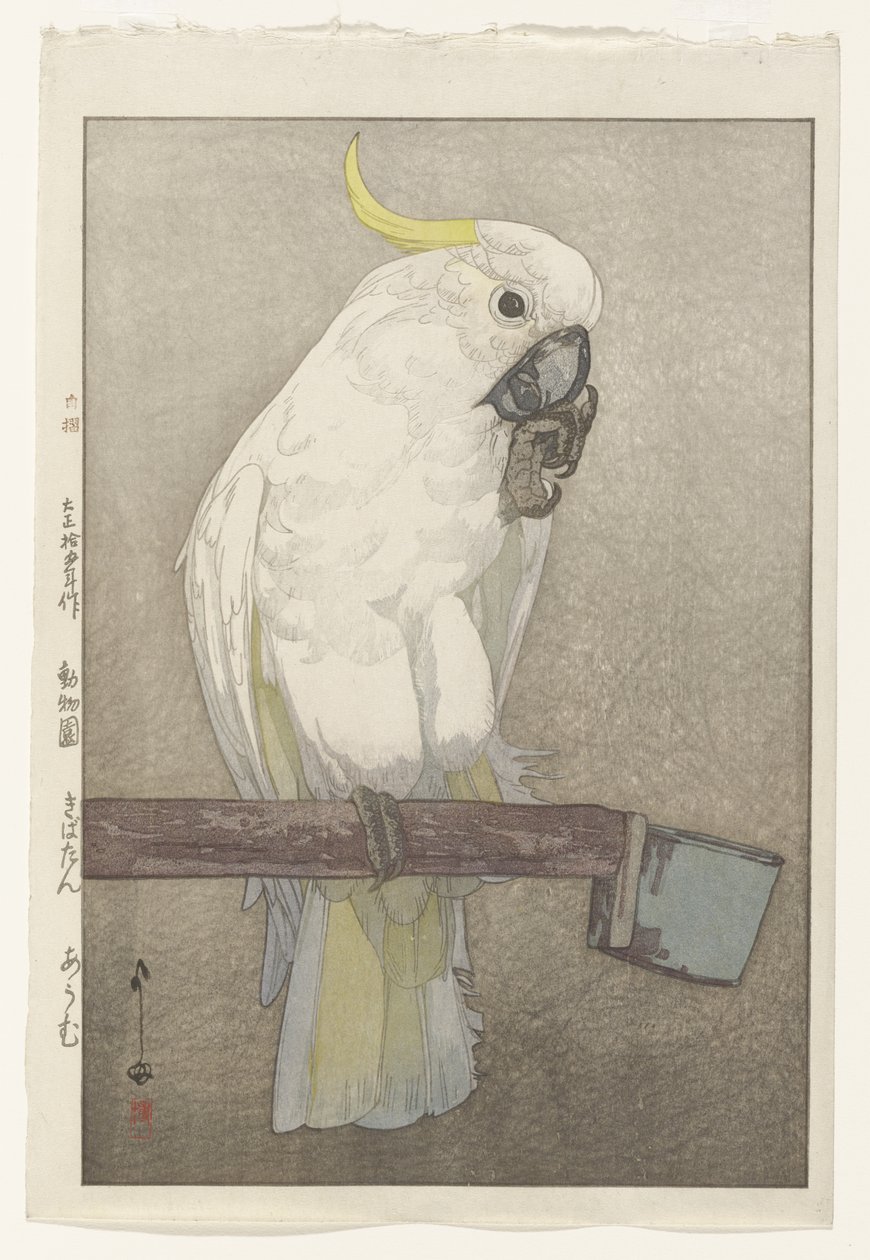 Sulphur-crested Cockatoo by Hiroshi Yoshida