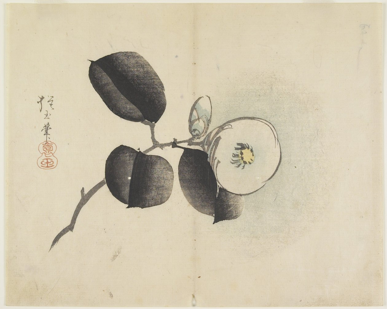 Camellia Flower and Bud, c. 1830 by Hogyoku