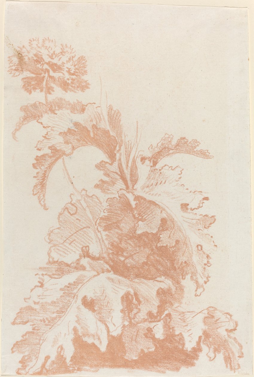 Poppy in Bloom by I Jean Baptiste Hüet