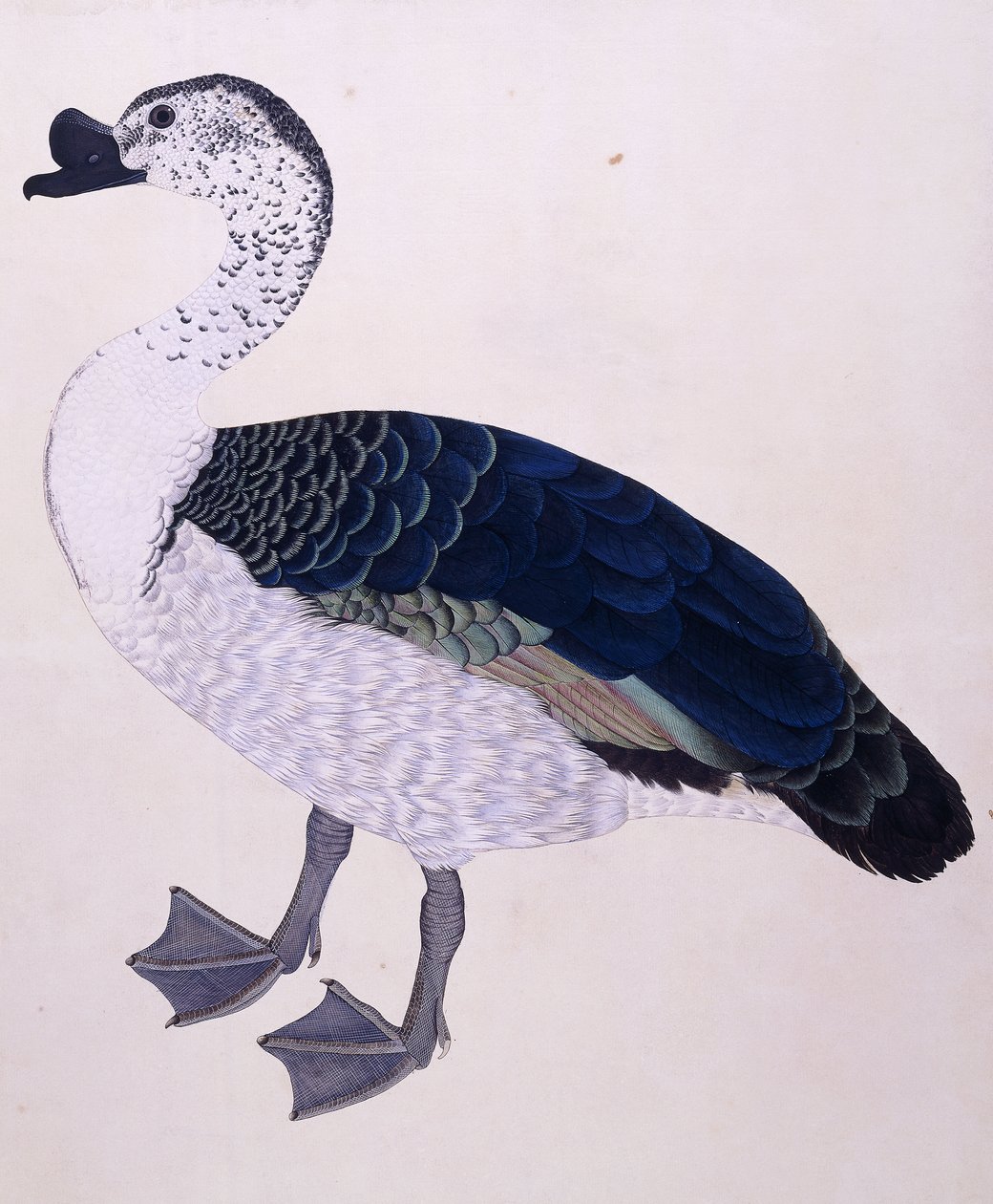 A Comb Duck by Indian School