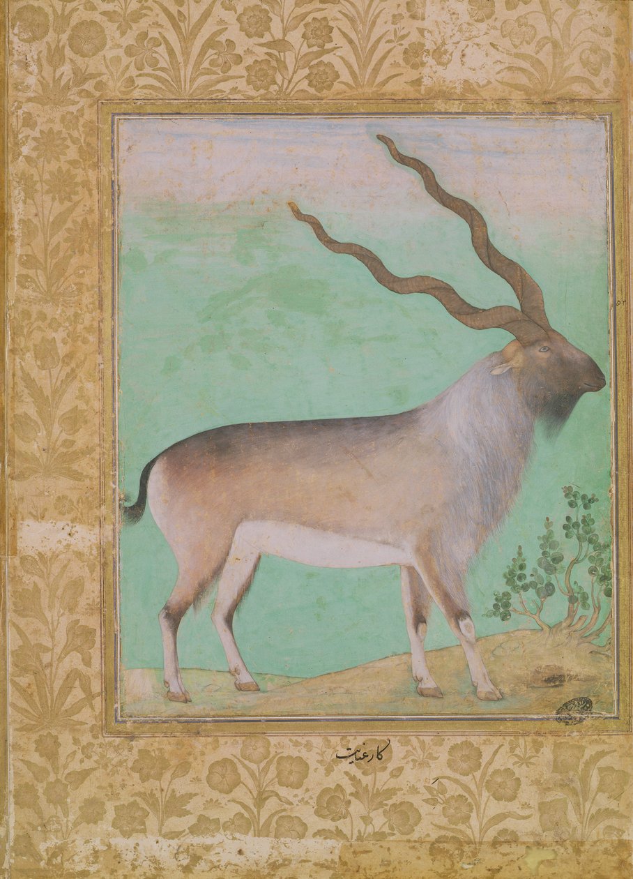 Ibex, Mughal by Indian School