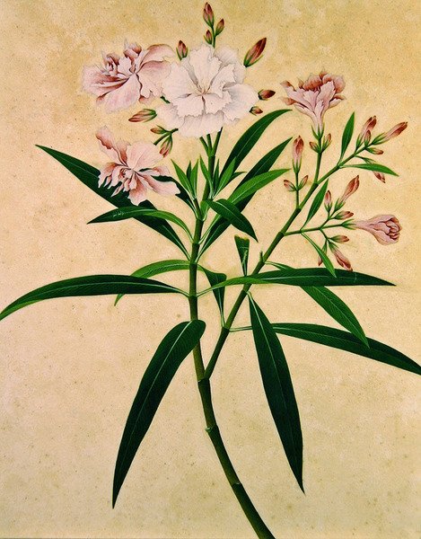 Oleander by Indian School