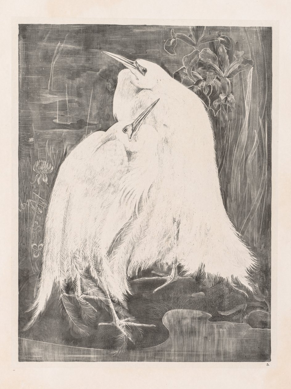 Animal Studies: Two Silver Herons by Isaac Oliver