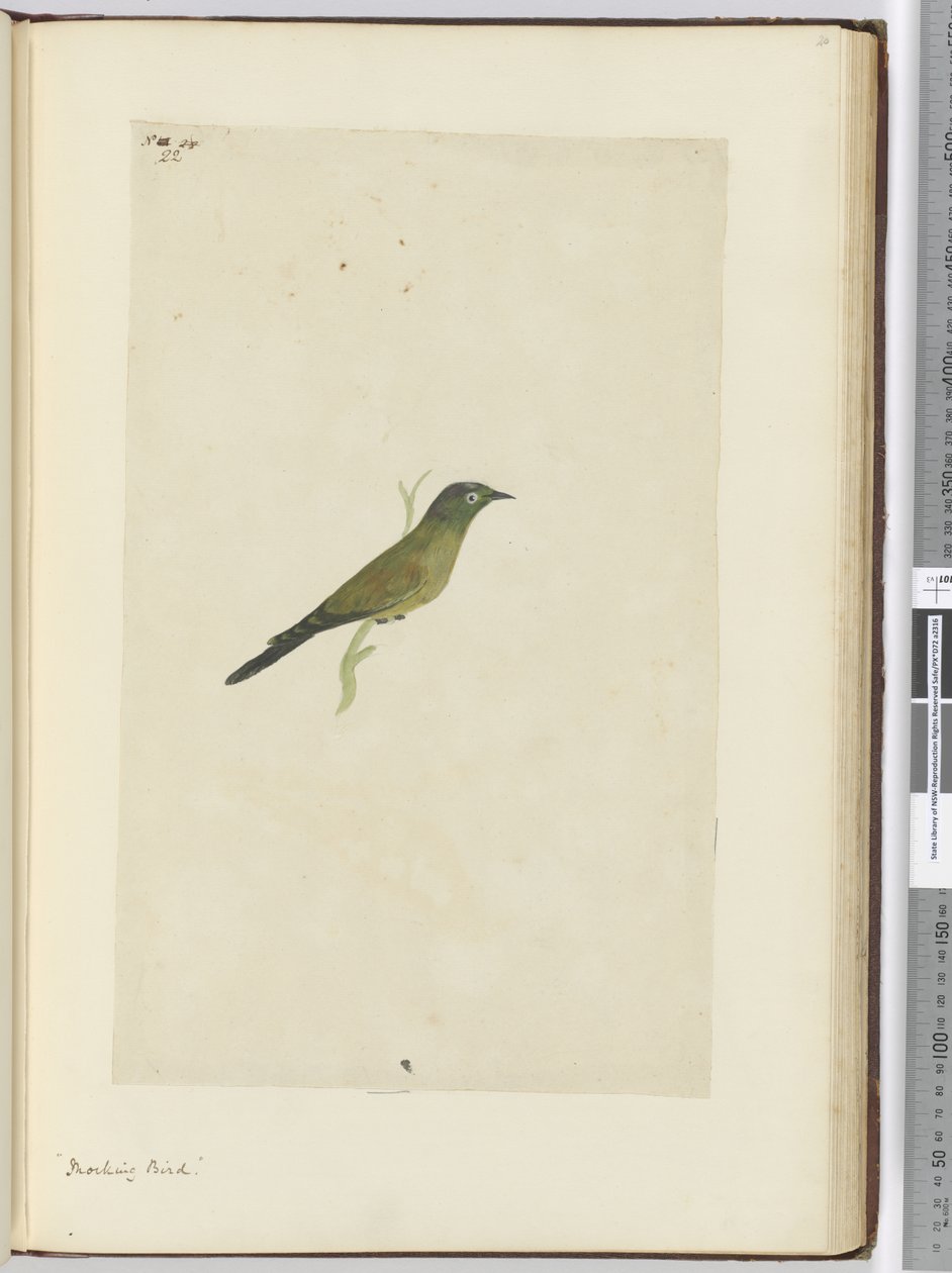 Mocking Bird, 1772-75 by Isaac Smith