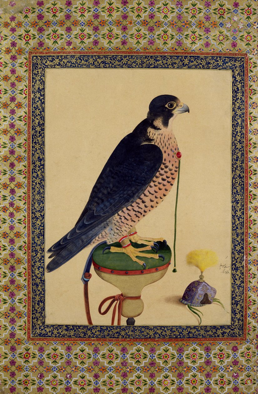 Ms E-14 Falcon, from a Moraqqa by Islamic School