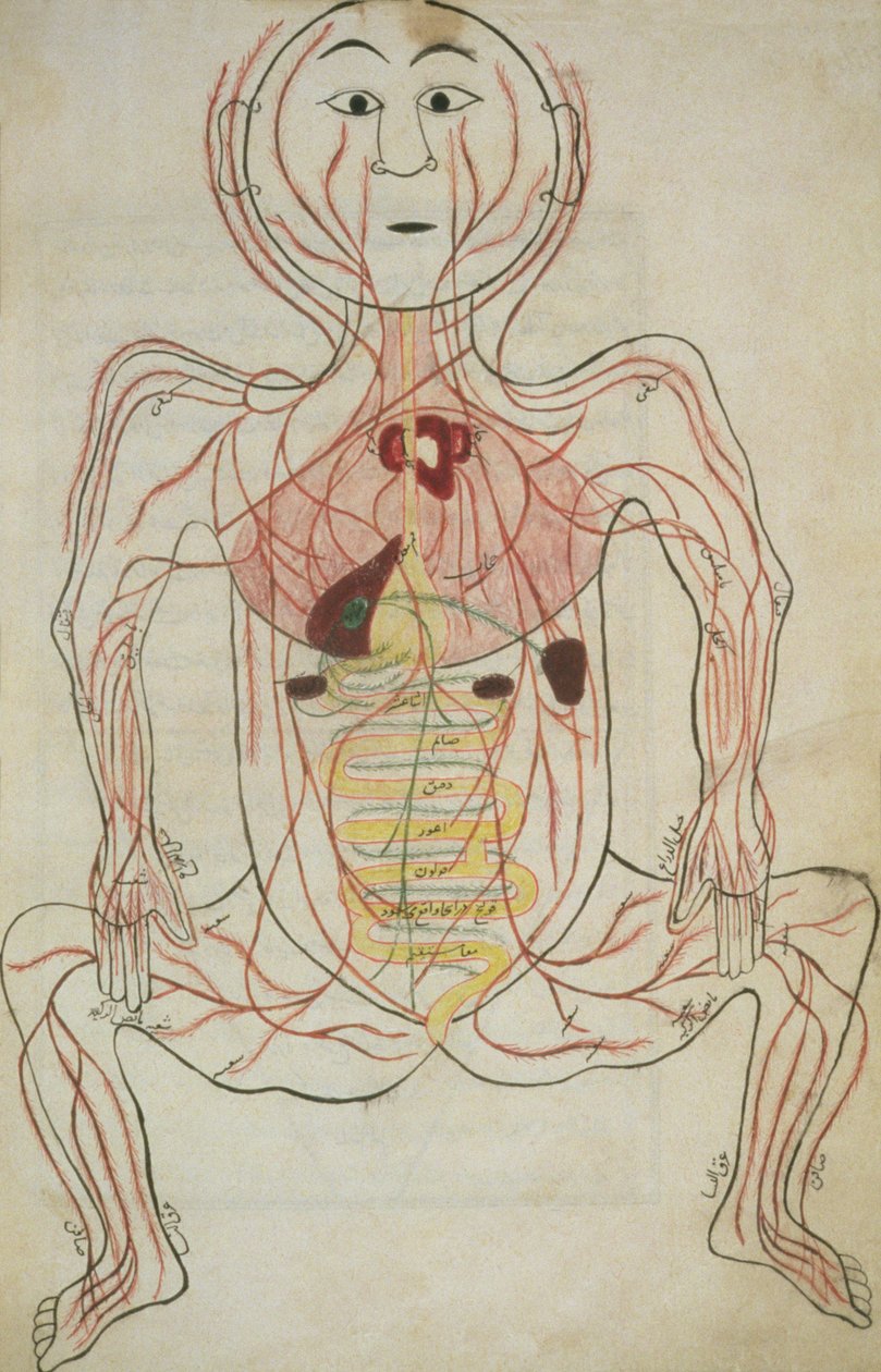 The Human Internal Organs and Circulatory System, illustration from Tashrih al-badan by Islamic School