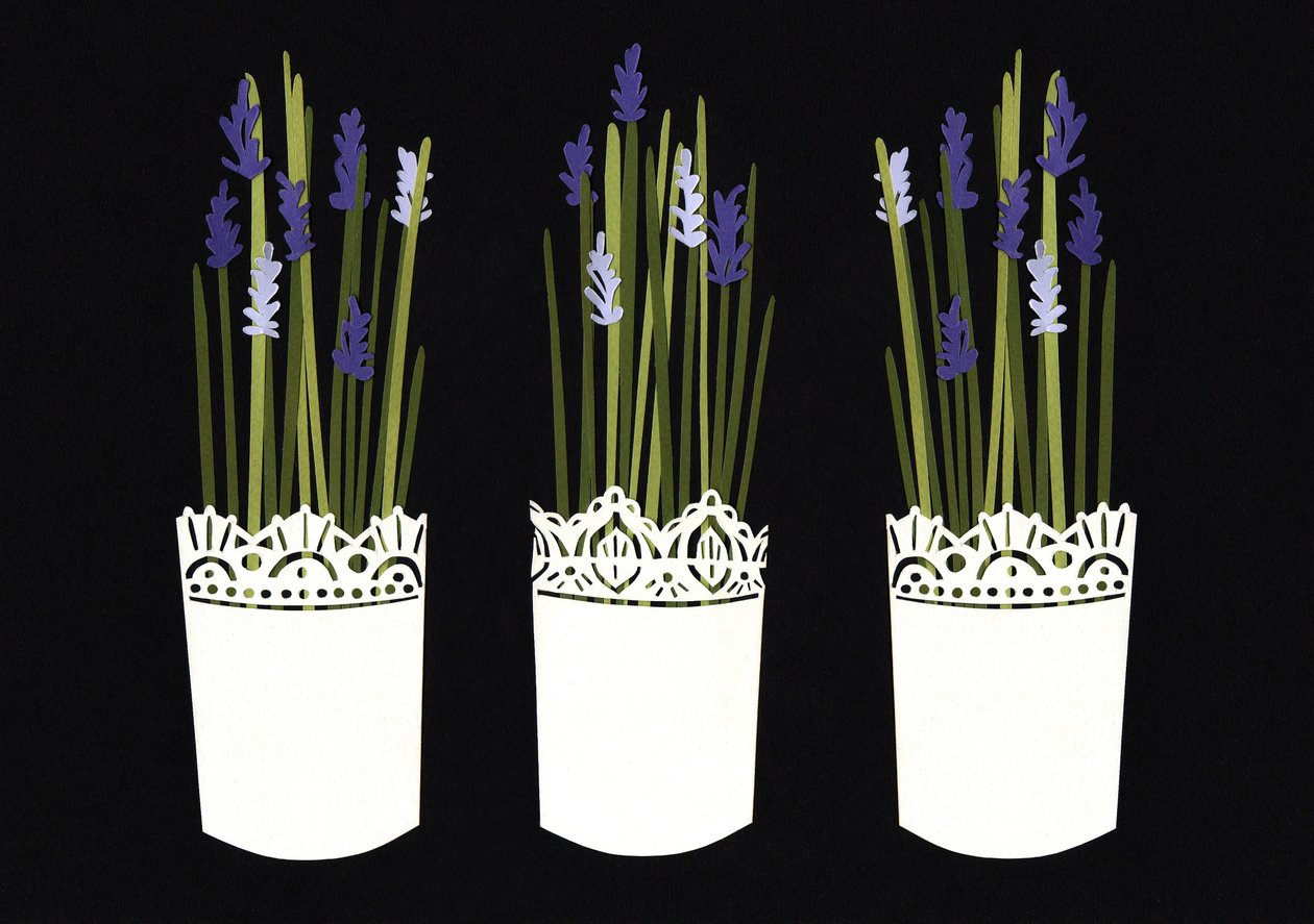 Lavender pots, 2014 by Isobel Barber