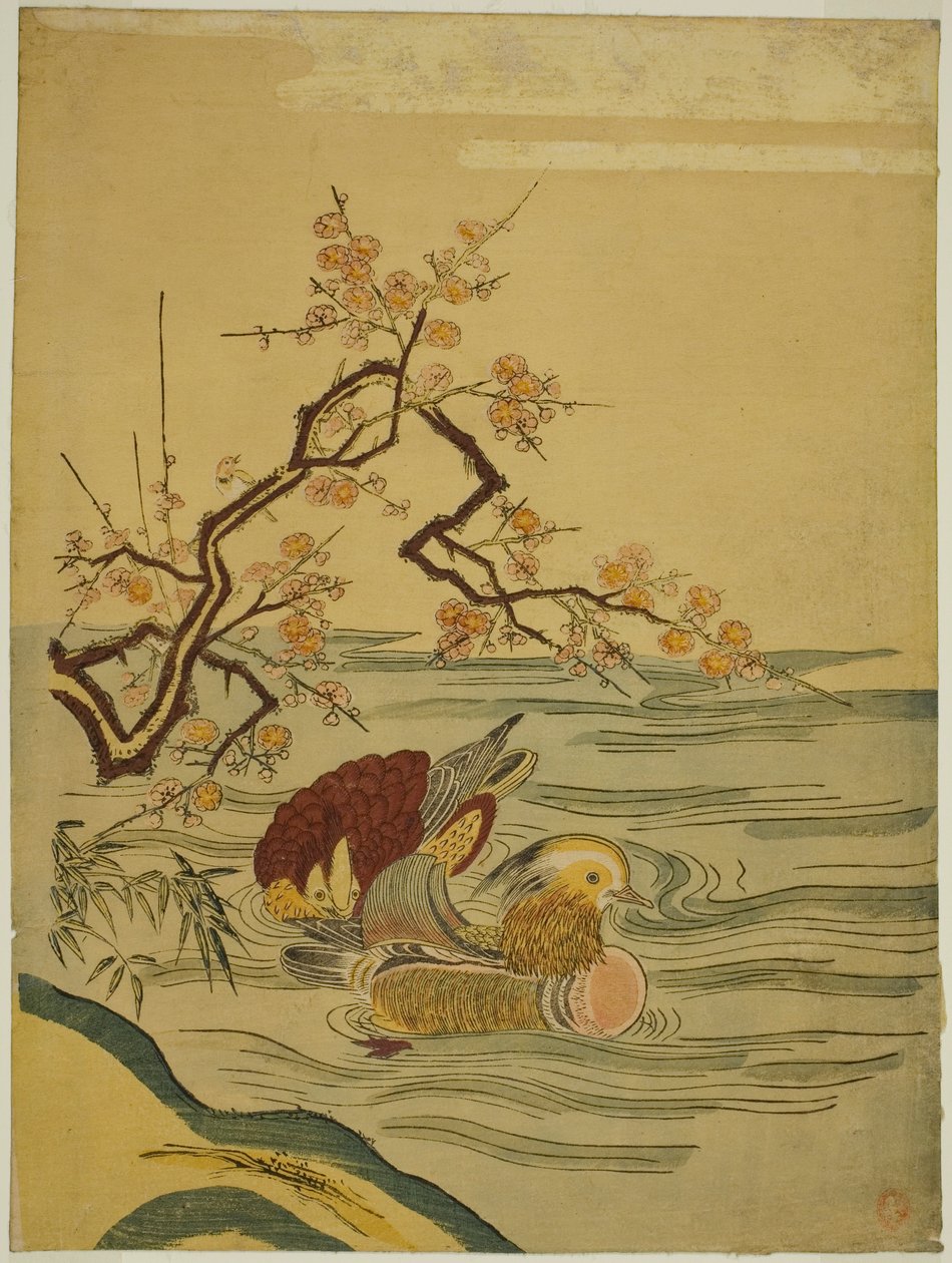 Mandarin Ducks Swimming under Plum Branch by Isoda Koryusai