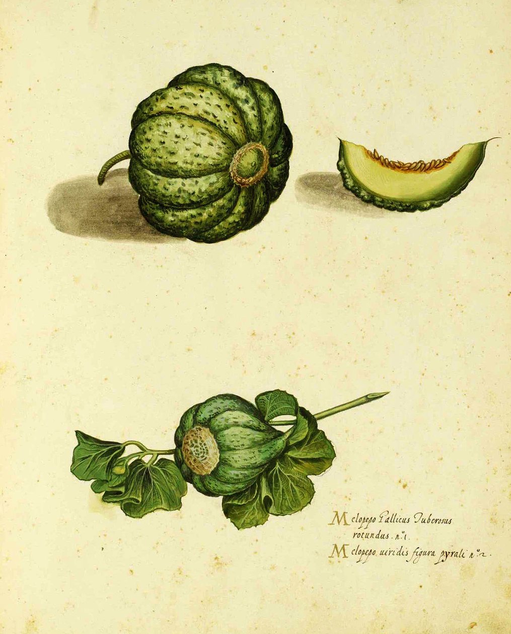 Heirloom Squash by Ulisse Aldrovandi, Plate Published in Piante Fiori Frutti by Italian School