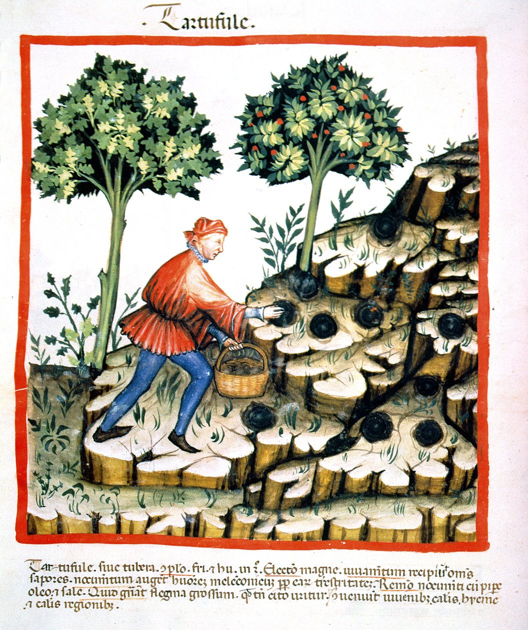 Gathering Truffles, from Tacuinum Sanitatis Codex Vindobonensis by Italian School