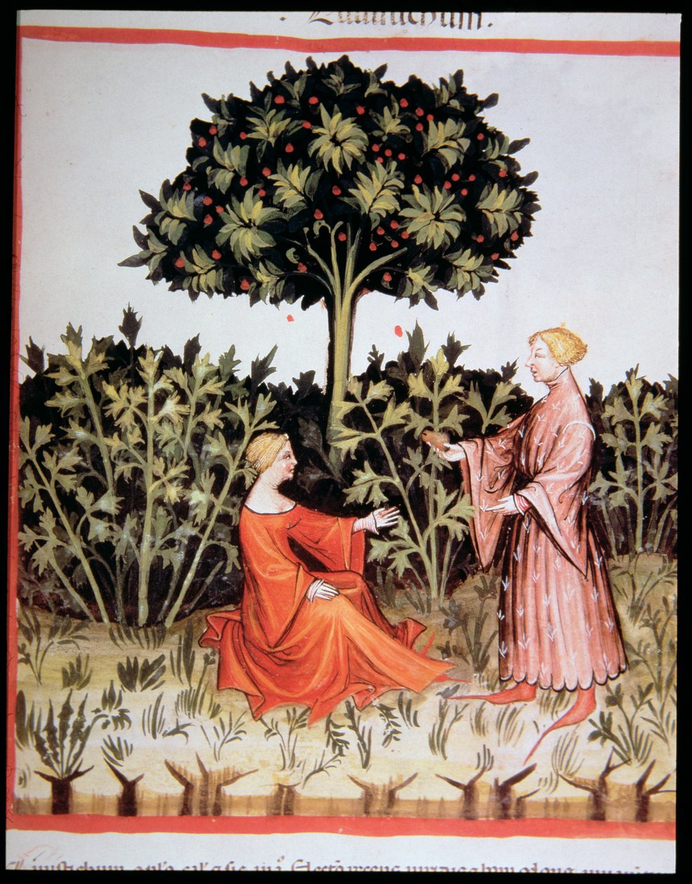 Collecting Celeriac, from Tacuinum Sanitatis Codex Vindobonensis by Italian School