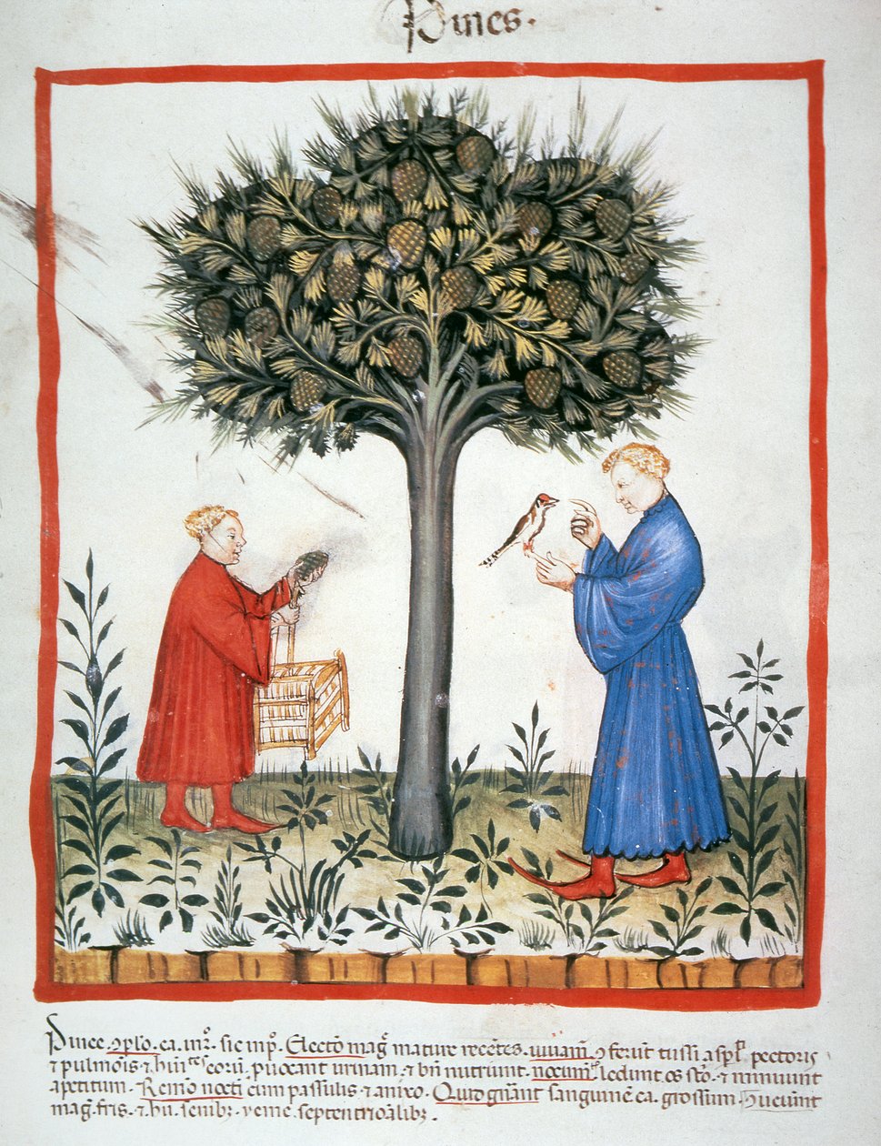 Gathering Pine Cones, Tacuinum Sanitatis by Italian School