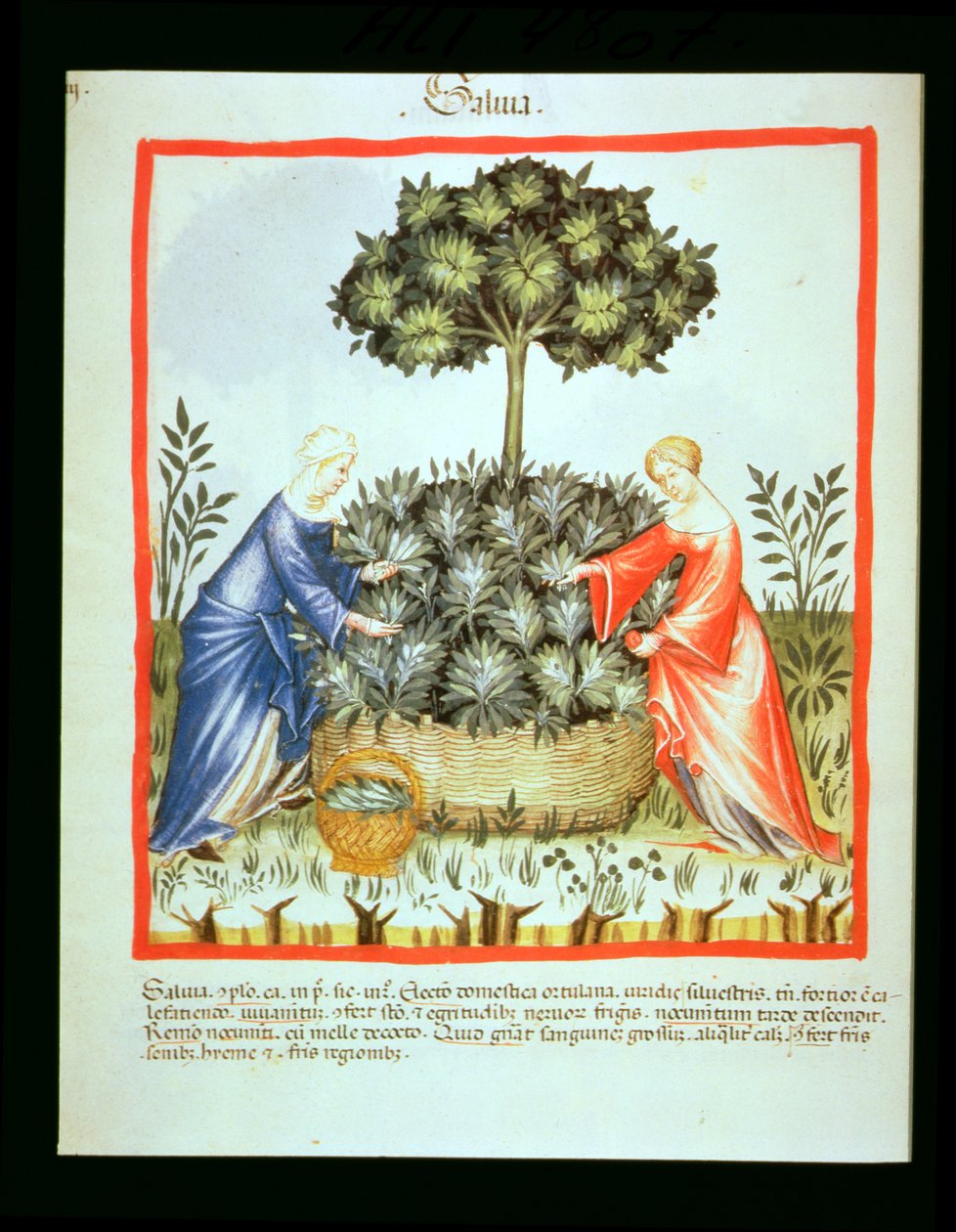 Cutting Sage, from Tacuinum Sanitatis by Italian School