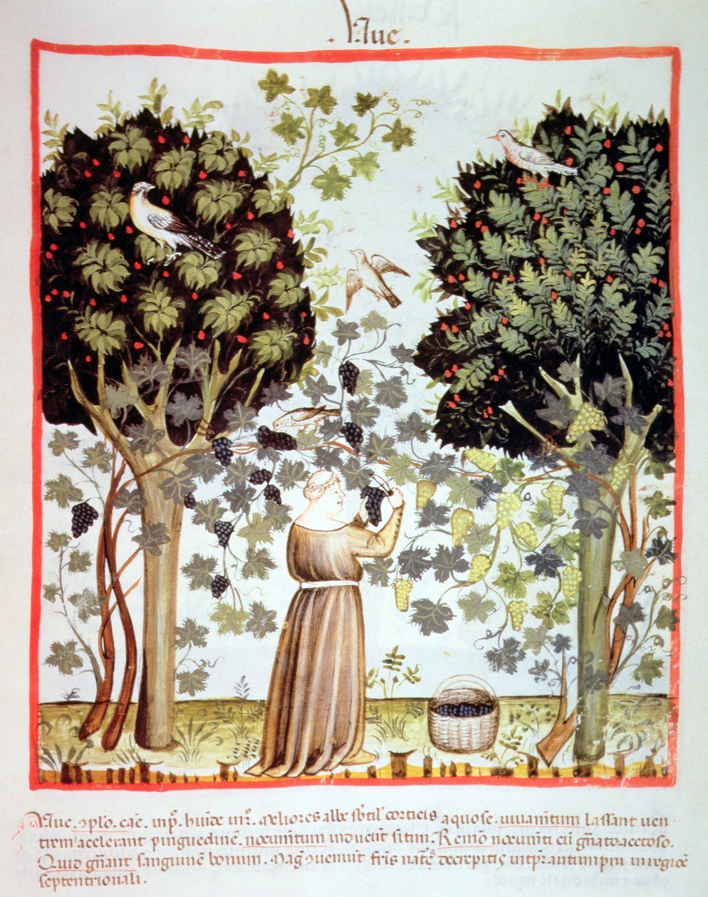 Harvesting Grapes, Tacuinum Sanitatis by Italian School