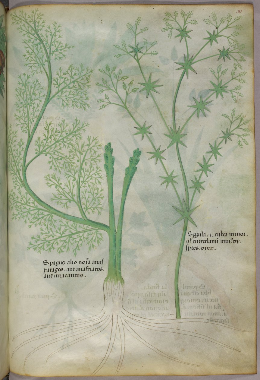 Botanical illustration, c.1440 by Italian School