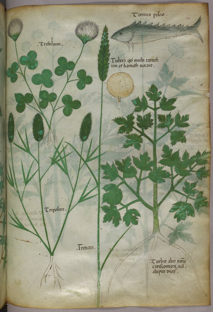 Botanical illustration, c.1440 by Italian School