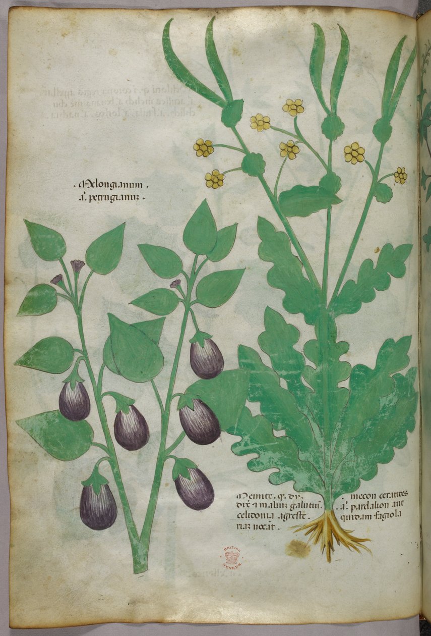 Botanical illustration, c.1440 by Italian School