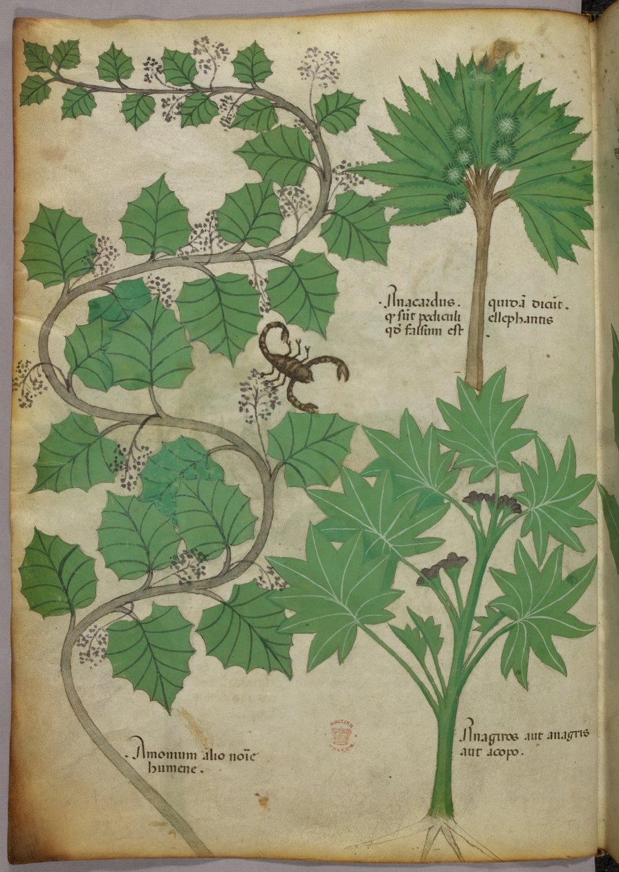 Botanical illustration, c.1440 by Italian School