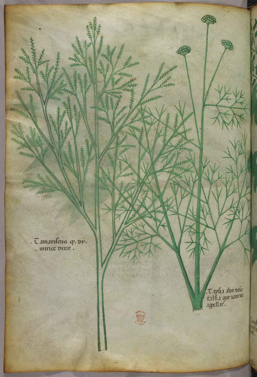 Botanical illustration, c.1440 by Italian School