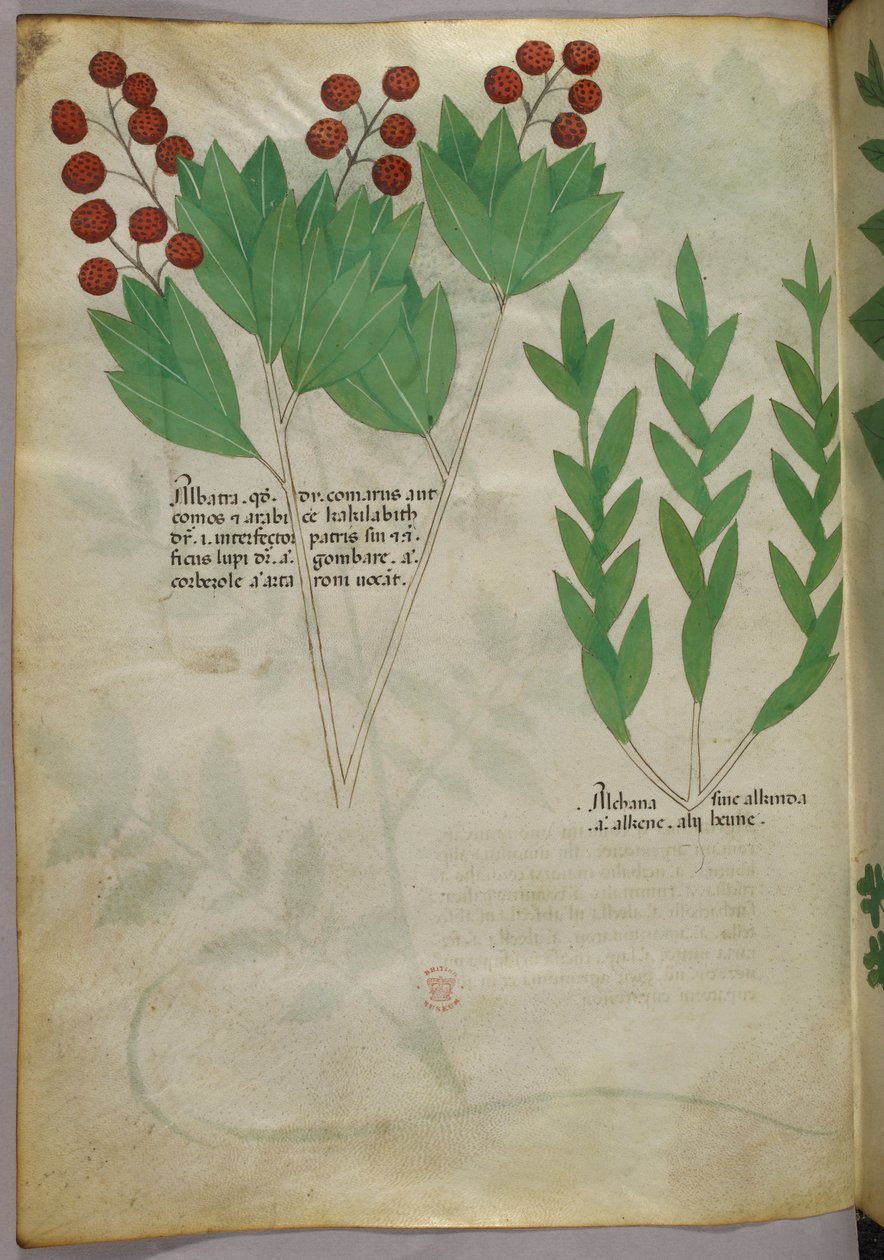 Botanical illustration, c.1440 by Italian School