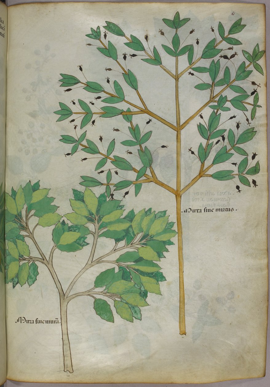 Botanical illustration, c.1440 by Italian School